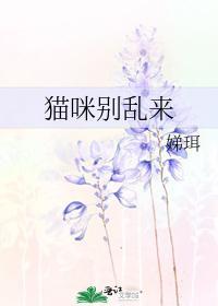 猫咪别乱来