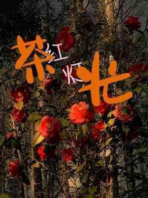 茶红灯光
