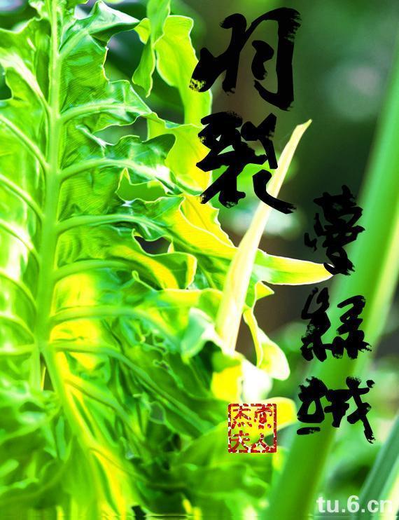 羽裂蔓绿绒