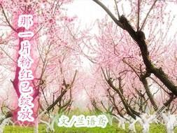 那一片粉红已绽放