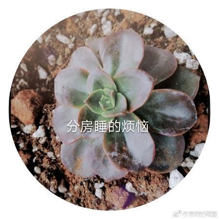分房睡的烦恼
