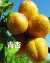 青杏