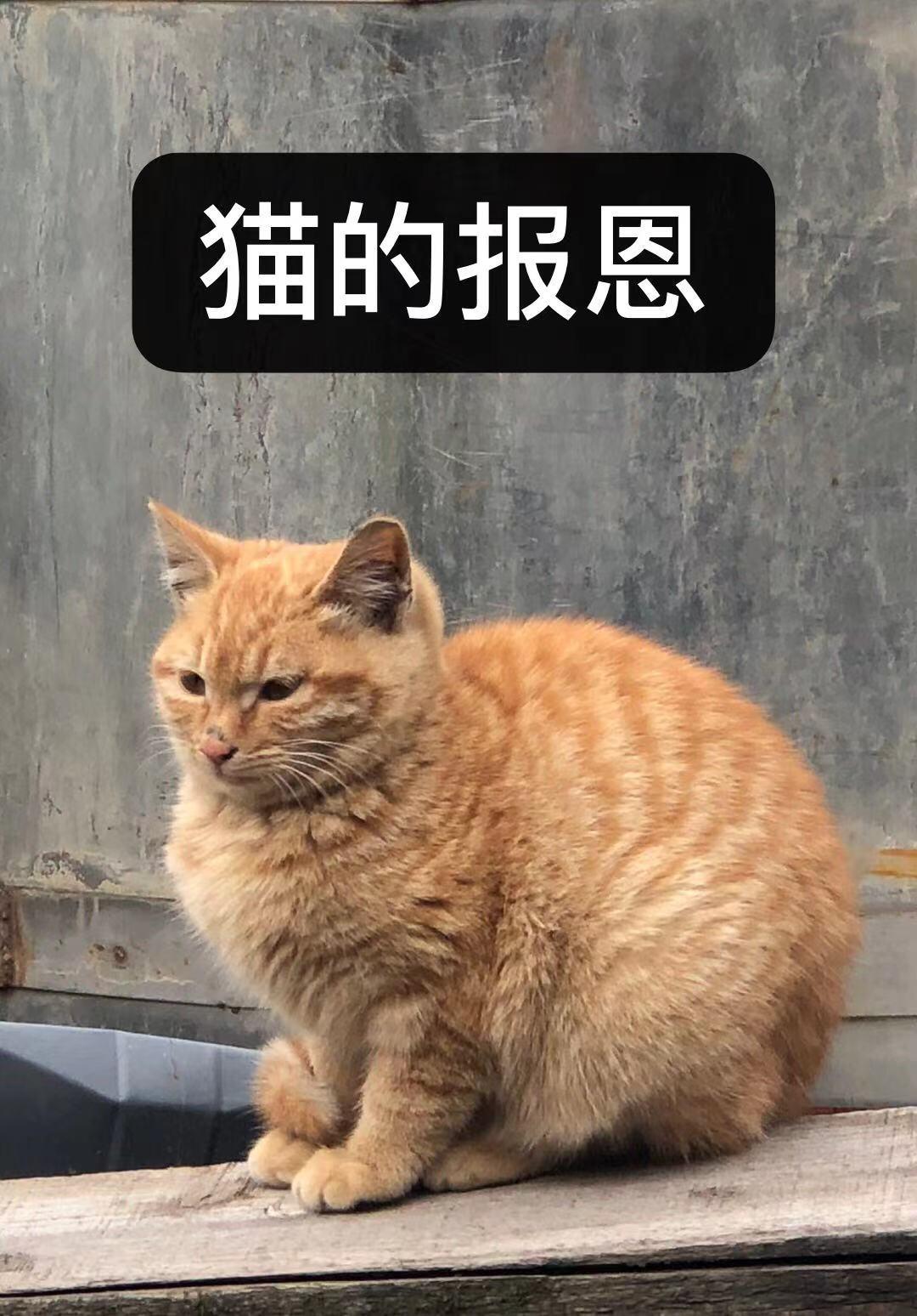 变猫后喜提团宠剧本