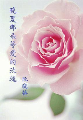 晚夏那朵等爱的玫瑰