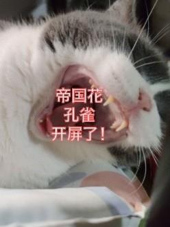 惊！帝国花孔雀竟然开屏了
